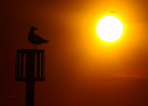 1200px-Sea_gulls_and_sun